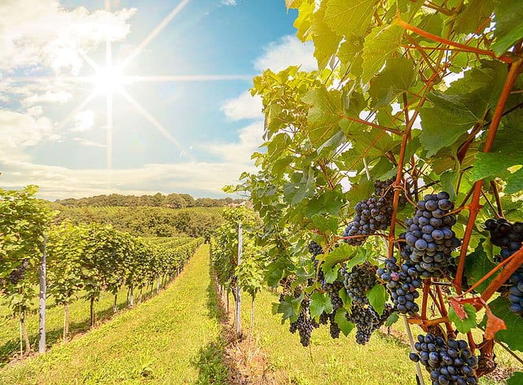 Imatge de les vinyes a Alacant amb el sol brillant intensament sobre les vinyes.