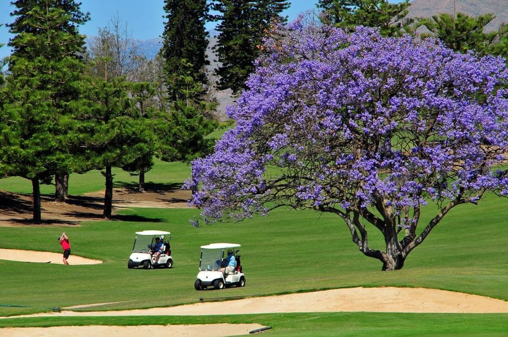 Ein Golfplatz in Mijas mit einem schönen lila Baum.
