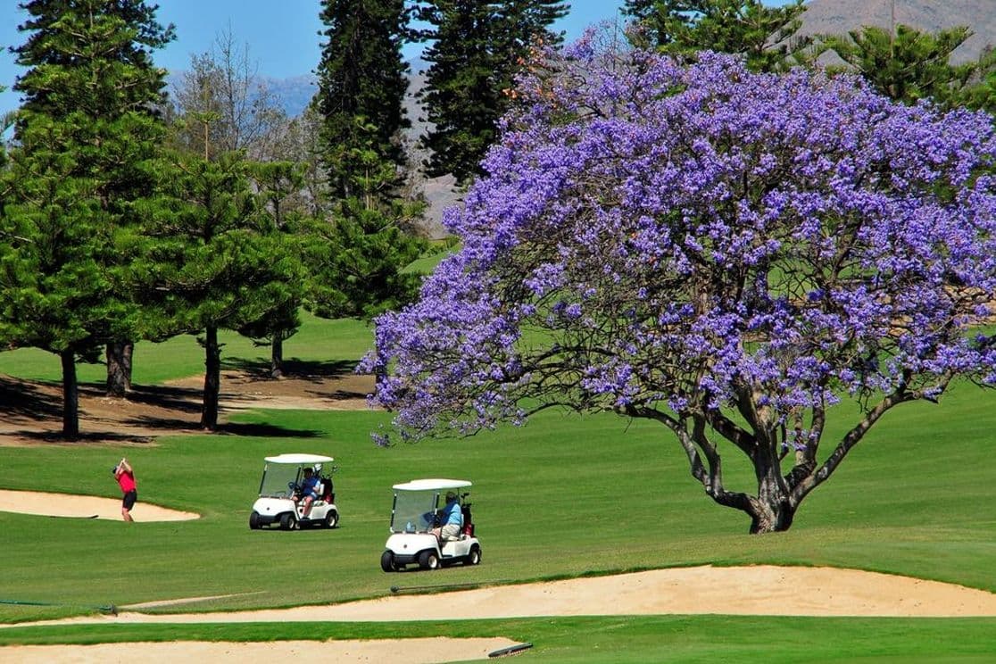 Golfplatz in Mijas. Ein Golfplatz in Mijas mit einem schönen lila Baum.