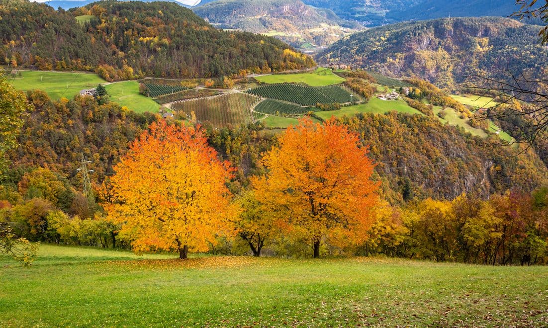 Zwei leuchtende Bäume mit orangefarbenen und gelben Blättern stehen auf einer Wiese und blicken auf ein malerisches Tal mit Feldern und bewaldeten Hügeln.