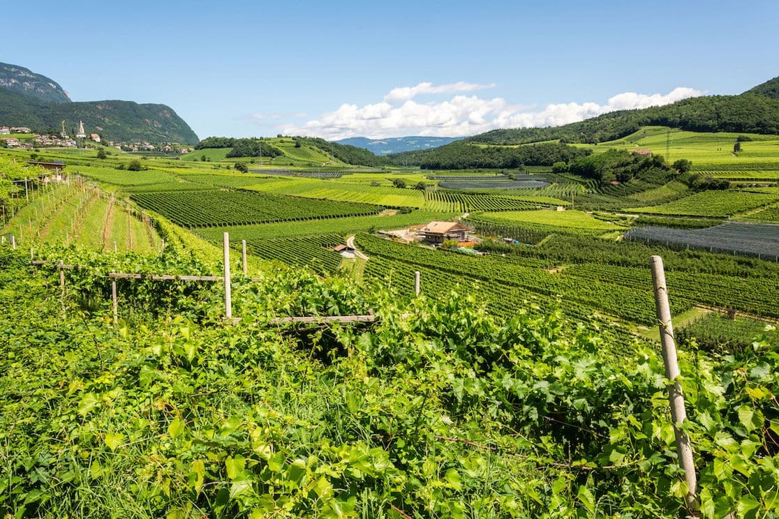 Üppig grüne Weinberglandschaft mit sanften Hügeln, einem Bauernhaus und Bergen im Hintergrund unter einem klaren blauen Himmel.