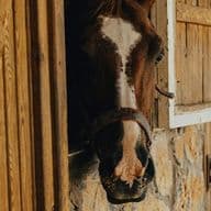 Ein braunes Pferd mit weißer Blesse schaut aus einem hölzernen Stallfenster.