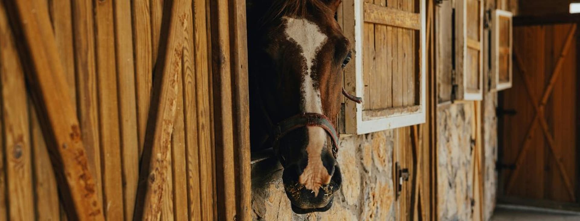 Ein braunes Pferd mit weißer Blesse schaut aus einem hölzernen Stallfenster.