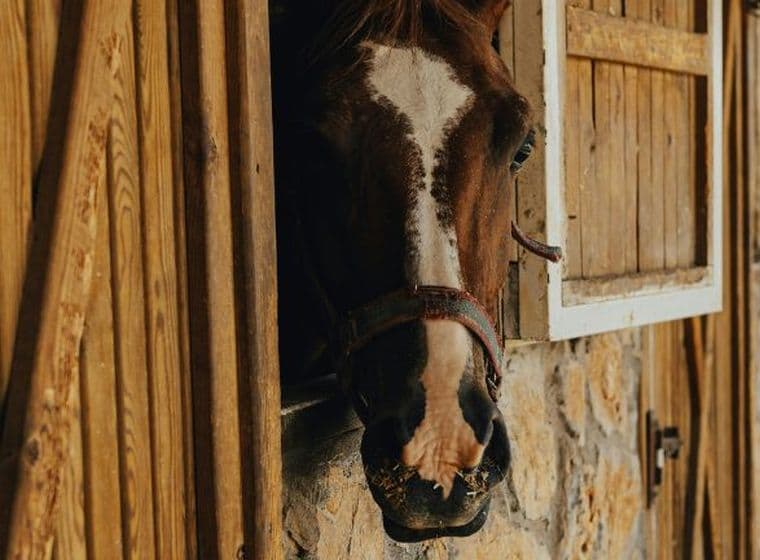 Ein braunes Pferd mit weißer Blesse schaut aus einem hölzernen Stallfenster.