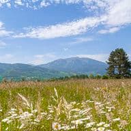 Camp amb flors d'estiu i muntanya.