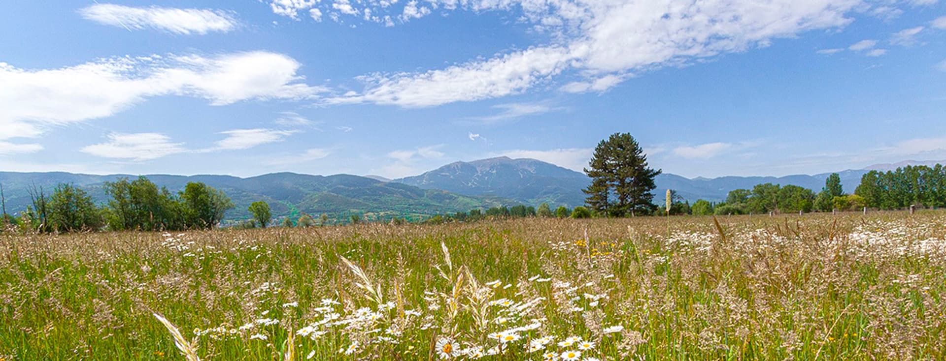 Camp amb flors d'estiu i muntanya.