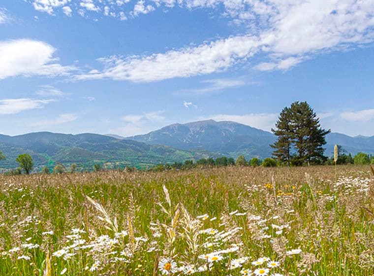 Campo con flores de verano y montaña