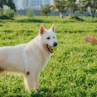 boy plays with dog in pet friendly park in Dubai