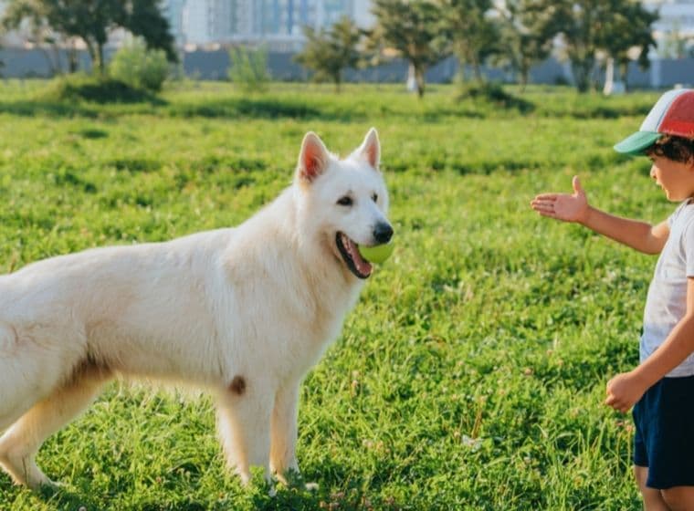 Junge spielt mit Hund im haustierfreundlichen Park in Dubai