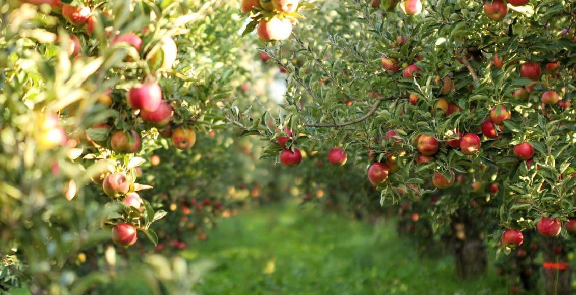 An idyllic apple orchard with rows full of ripe red apples on the trees, offering an attractive and natural environment for rural properties.