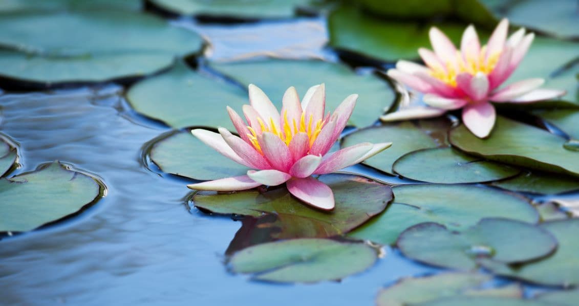 Two pink water lilies with yellow centers float on green leaves in clear water, ideal for ponds in real estate projects.