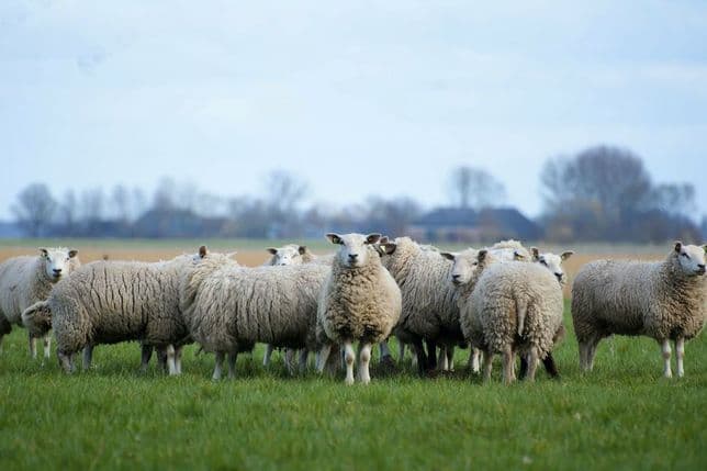 A flock of sheep standing on a green field under a cloudy sky, with distant trees and buildings in the background.