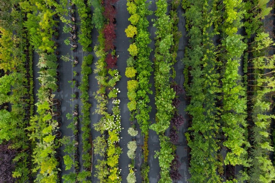 Aerial view of a tree nursery with numerous rows of various trees and plants in pots, ready for landscaping and property development.
