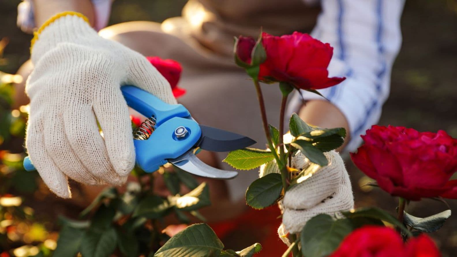 Close-up of hands in gardening gloves using blue pruning shears to trim red roses, focusing on gardening, plant maintenance, and rose pruning.
