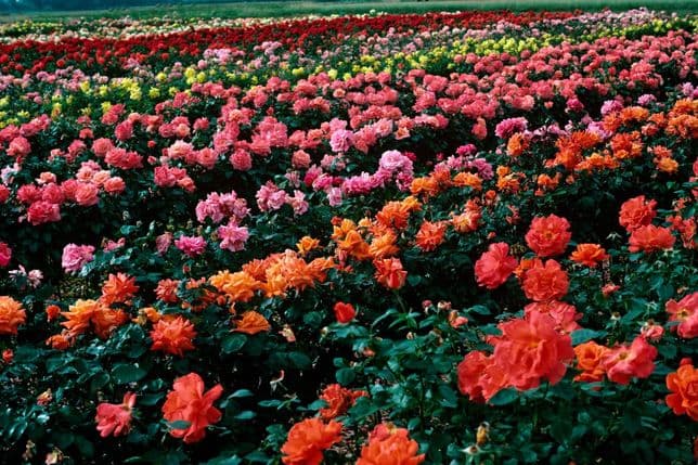 Large field of commercially grown hybrid roses in vibrant colors like red, pink, orange, and yellow. ideal for nurseries.