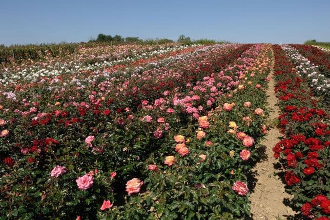 Expansive rose field with rows of rose bushes in various colors including red, pink, white, and yellow under a clear blue sky.