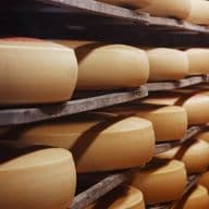 Rows of large, round cheese wheels aging on wooden shelves in a dimly lit storage room.