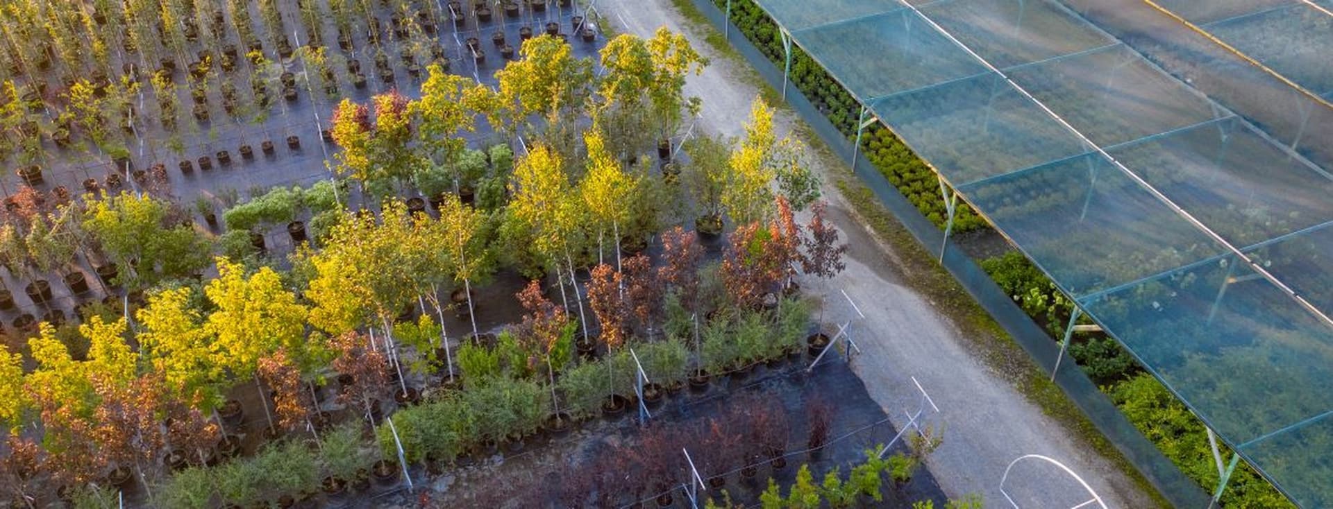 Aerial view of a large tree nursery with rows of potted trees and plants under protective netting, ideal for landscaping and construction projects.