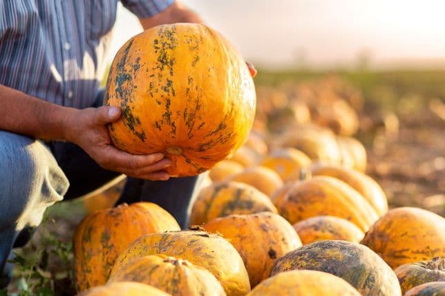 Person holding a large, orange pumpkin in a field, surrounded by more pumpkins under warm sunlight.