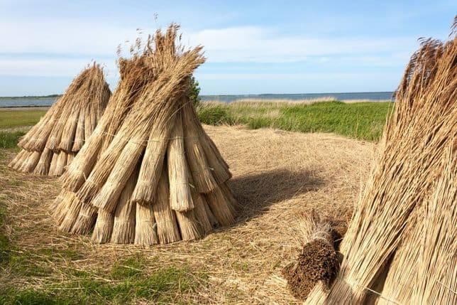 Bundles of dried reeds stacked upright on a grassy field near a body of water, under a clear blue sky.