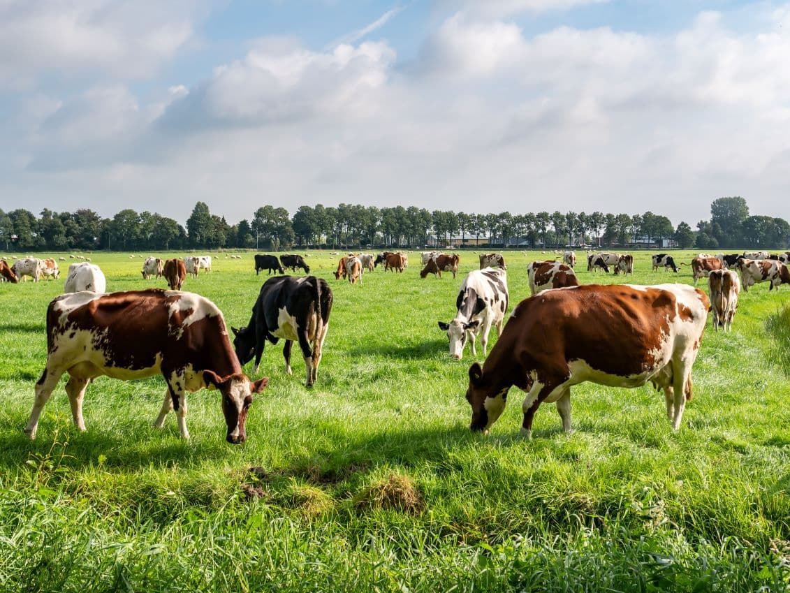 Kühe grasen auf einer saftig grünen Wiese unter einem teilweise bewölkten Himmel, mit einer Reihe von Bäumen im Hintergrund.