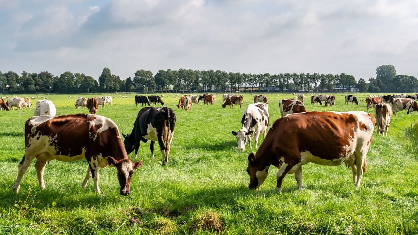 Cows grazing in a lush, green field under a partly cloudy sky, with a line of trees in the background.