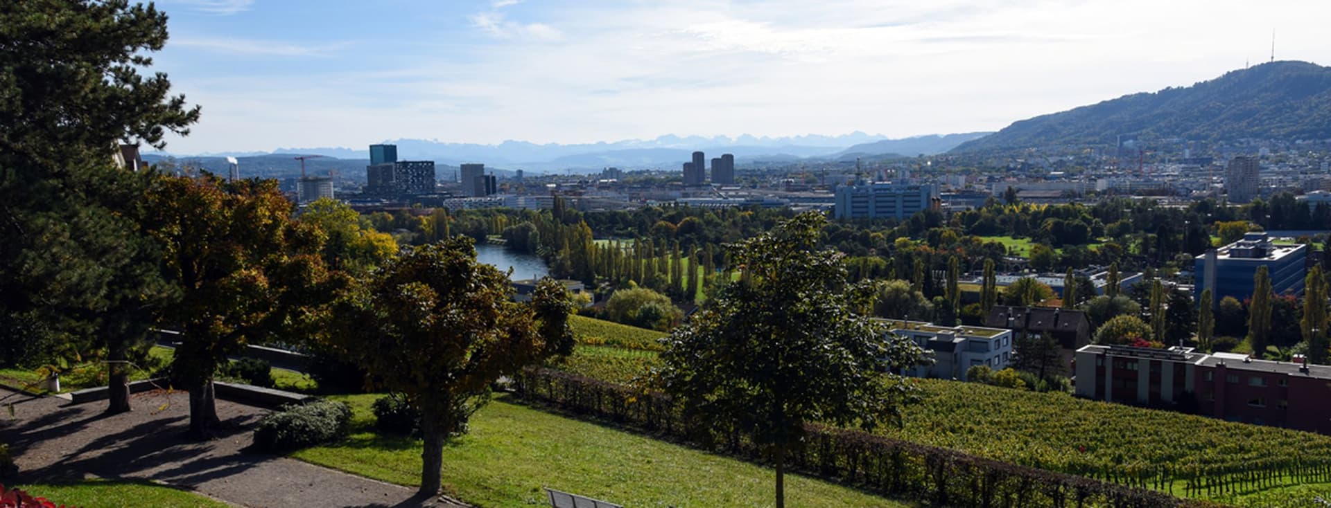 Panorama de Zurich vu depuis Höngg. L'image montre la ville de Zurich avec quelques vignobles lors d'une belle journée d'automne.