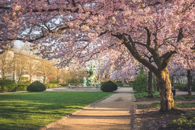 Cherry trees by footpath Hamburg