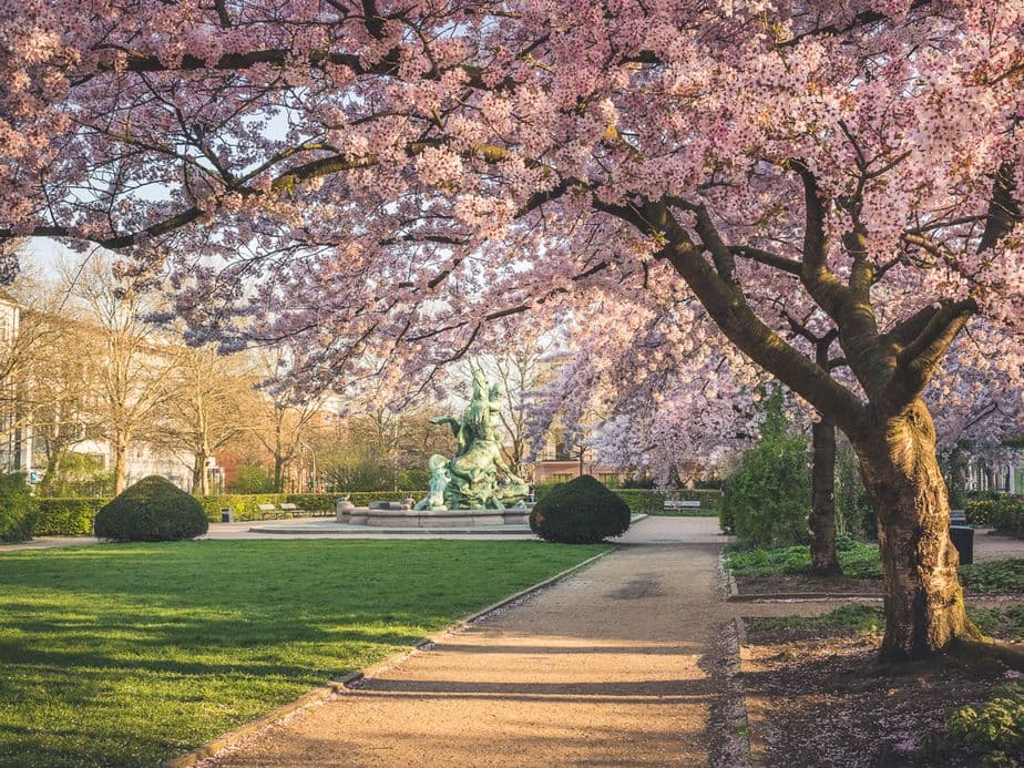 Cherry blossom trees in full bloom line a path in a park in Hamburg, with a statue and manicured bushes in the background under a clear sky.