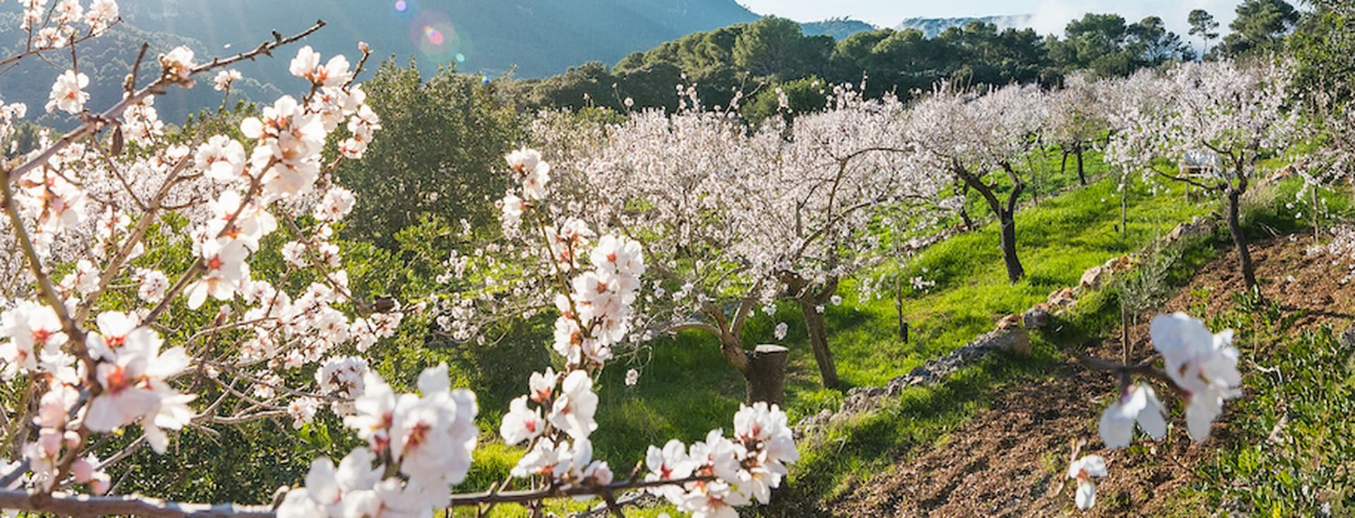 Picture of flowers in a nice setting on Mallorca