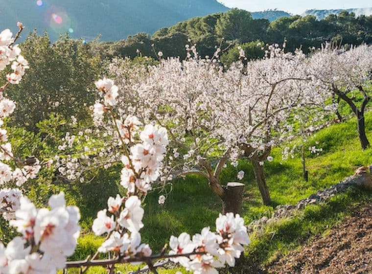 Picture of flowers in a nice setting on Mallorca