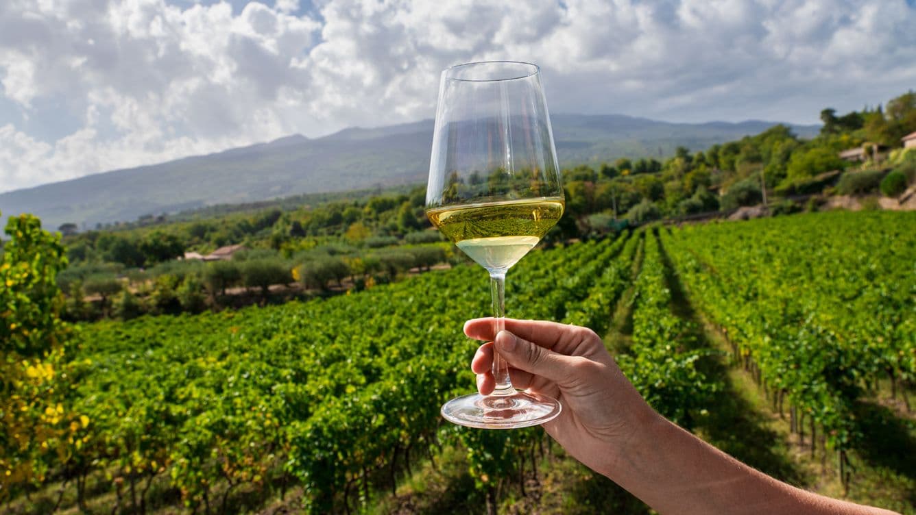 Hand hält ein Glas Weißwein vor einem Hintergrund von üppigen Weinbergen und fernen Bergen unter einem teilweise bewölkten Himmel.