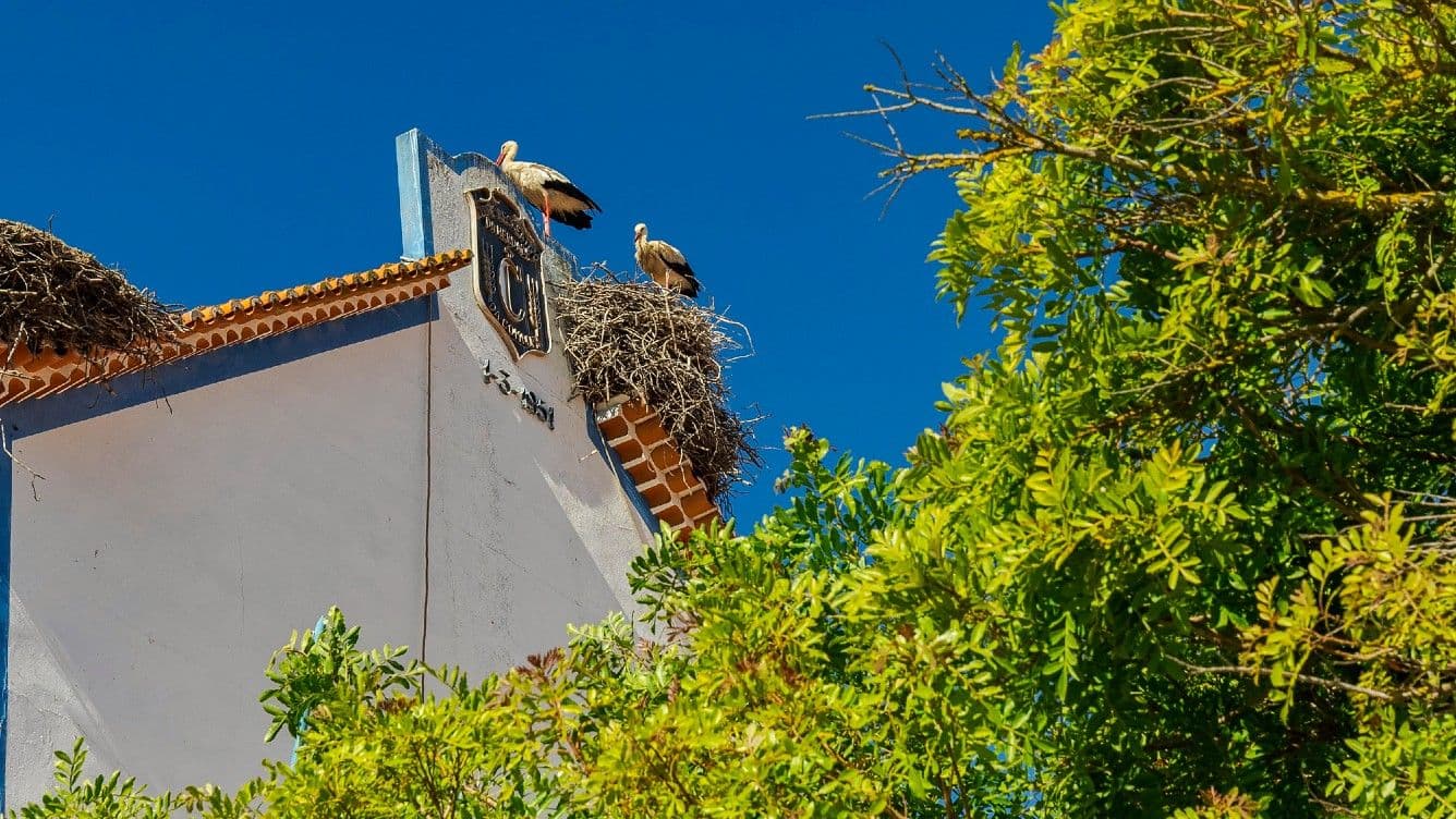 storks-in-comporta