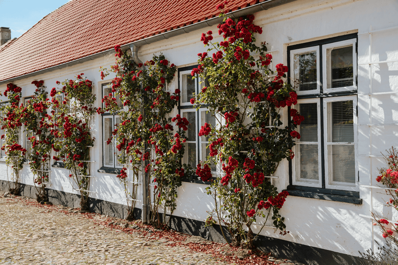Farmhouse with mullioned windows and 5 red climbing roses on the white house wall