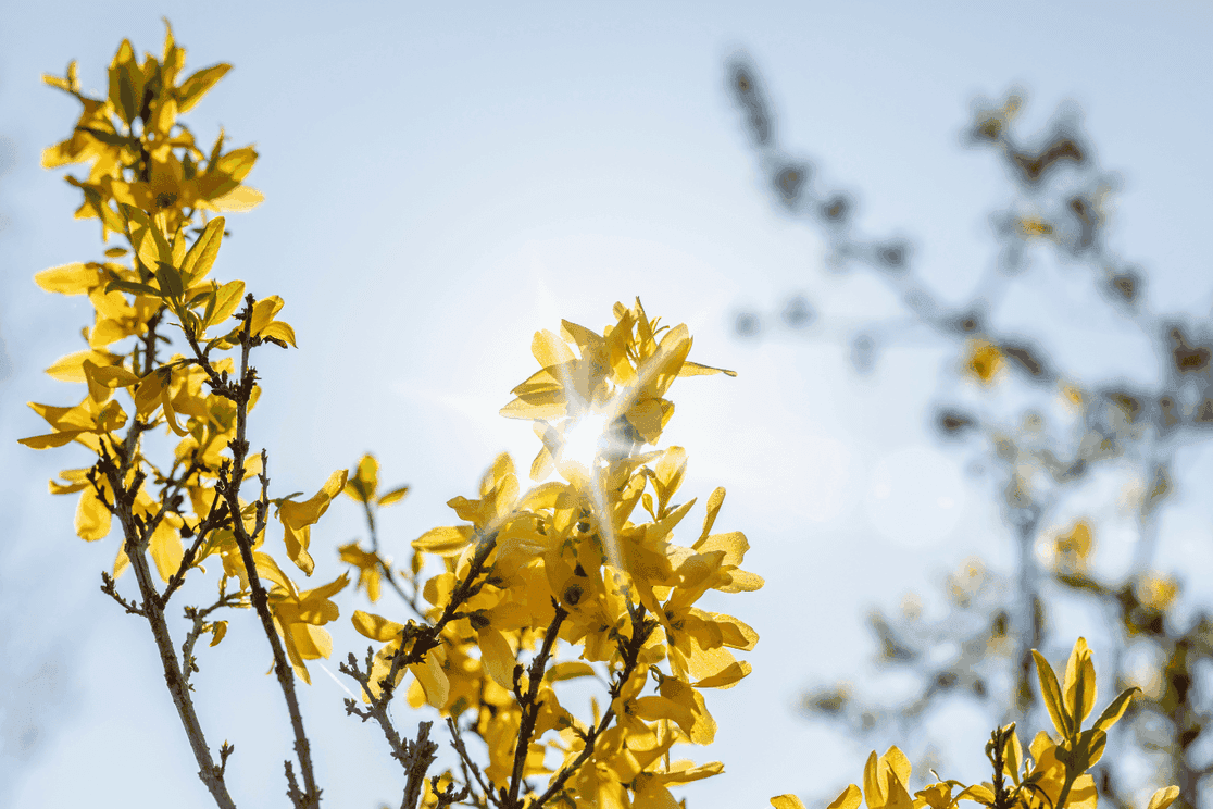 5 yellow blossoming forsythia branches, the sun shines through a branch