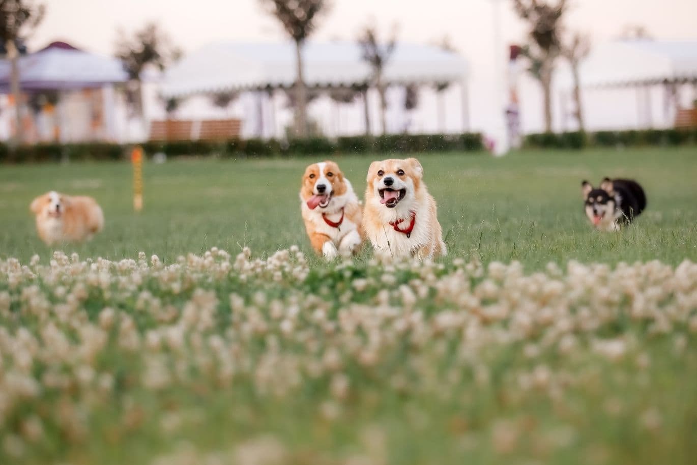 Welsh corgies running in a pet-friendly park