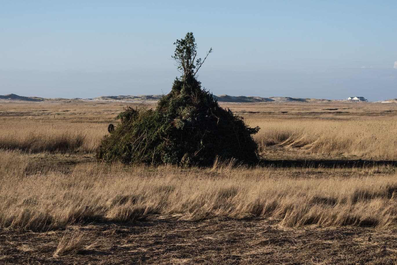 Stapel trockener Tannenzweige angehäuft für ein typisches Biikefeuer in platter grasiger Landschaft
