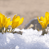 Gelbe Krokusblüten, die durch den Schnee sprießen und das Sonnenlicht mit Tautropfen auf ihren Blütenblättern einfangen, vor einem verschwommenen erdigen Hintergrund.