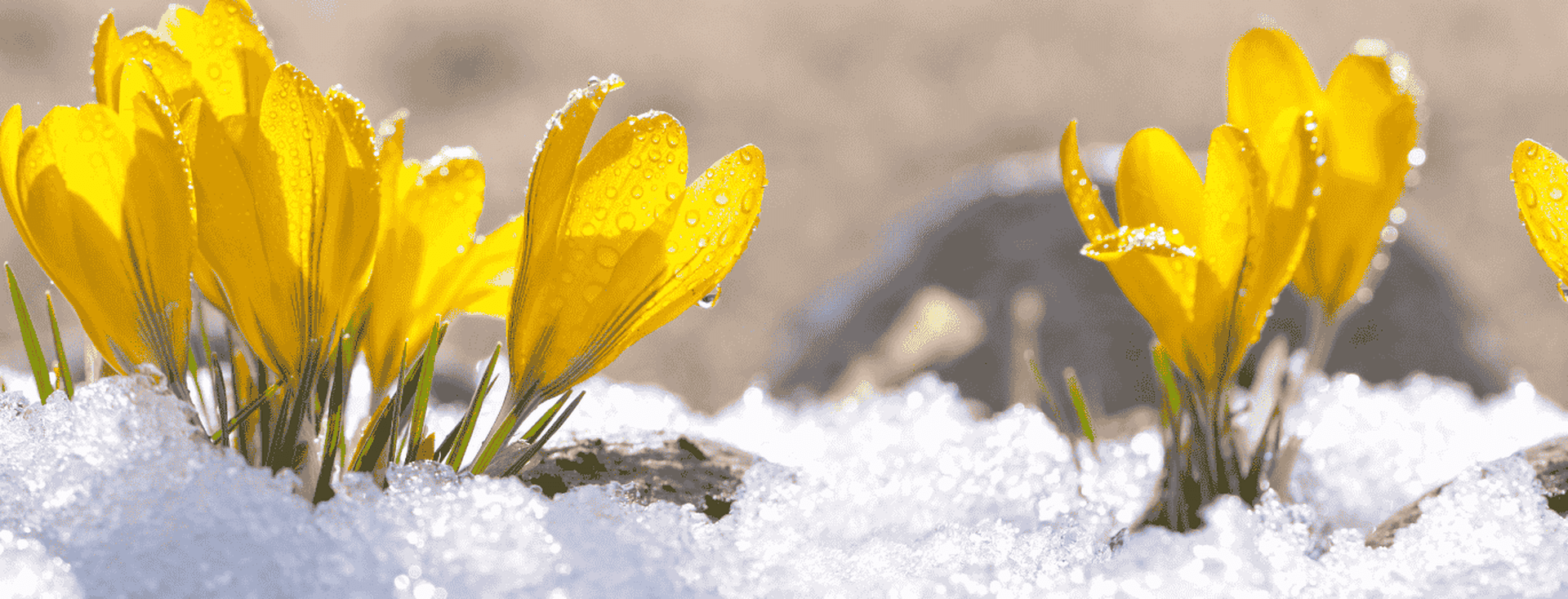 Gelbe Krokusblüten, die durch den Schnee sprießen und das Sonnenlicht mit Tautropfen auf ihren Blütenblättern einfangen, vor einem verschwommenen erdigen Hintergrund.