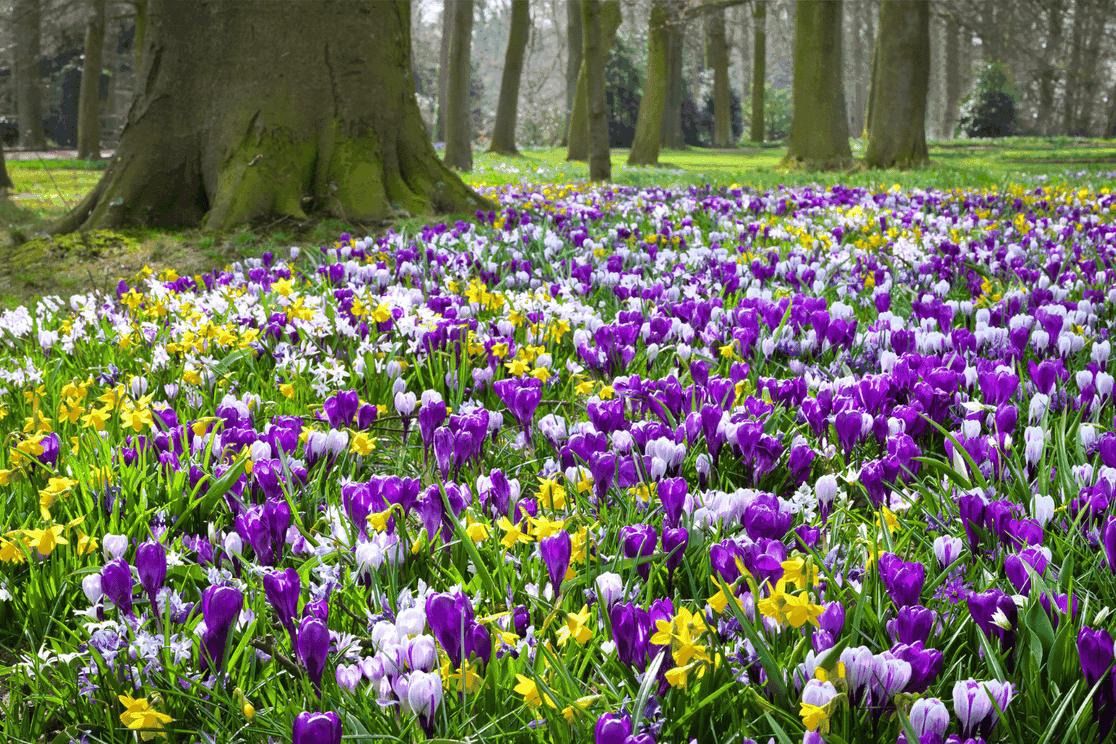 purple and yellow crocuses in a forest, in the background trees with thick trunks