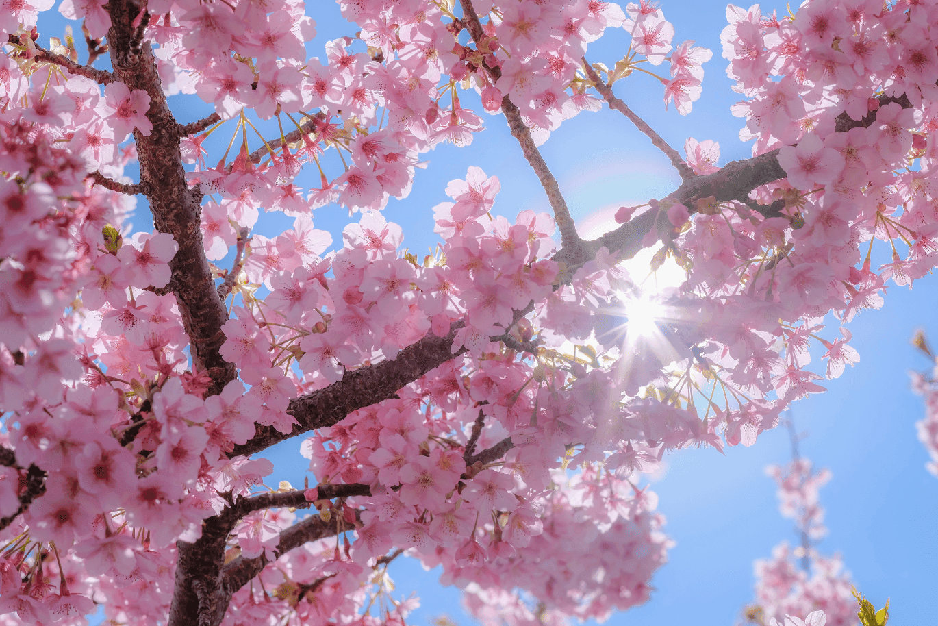 Cherry blossoms under a blue sky, close-up of a branch fork with rays of sunlight shining through