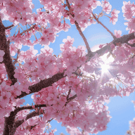 Cherry blossoms under a blue sky, close-up of a branch fork with rays of sunlight shining through