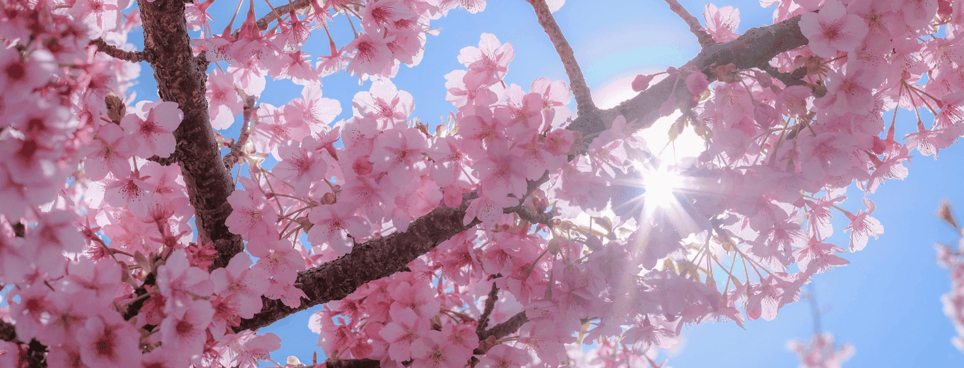 Cherry blossoms under a blue sky, close-up of a branch fork with rays of sunlight shining through