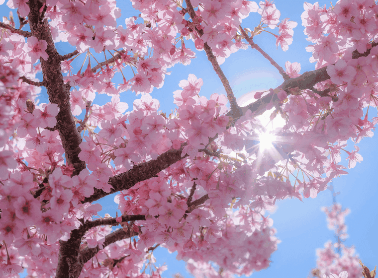 Kirschblüten bei blauem Himmel, Nahaufnahme einer Astgabelung mit durchblitzenden Sonnenstrahlen