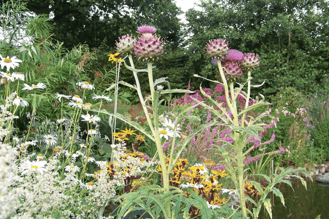 Ein üppiger Garten mit hohen violetten Atischockenblüten, weißen Margeriten und verschiedenen Wildblumen vor einer Kulisse aus grünem Laub und Bäumen.