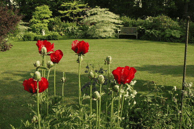 Leuchtend rote Mohnblumen blühen in einem üppigen Garten mit gepflegtem Rasen, umgeben von verschiedenen Grünpflanzen und einer Holzbank im Hintergrund.