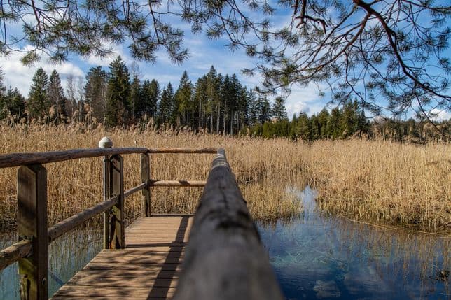 Wooden pier at the blue pond in the Osterseen near Iffeldorf in the Pfaffenwinkel, surrounded by reeds and forest
