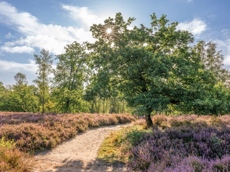 A sunlit path winds through a field of blooming purple heather, bordered by lush green trees under a partly cloudy blue sky.