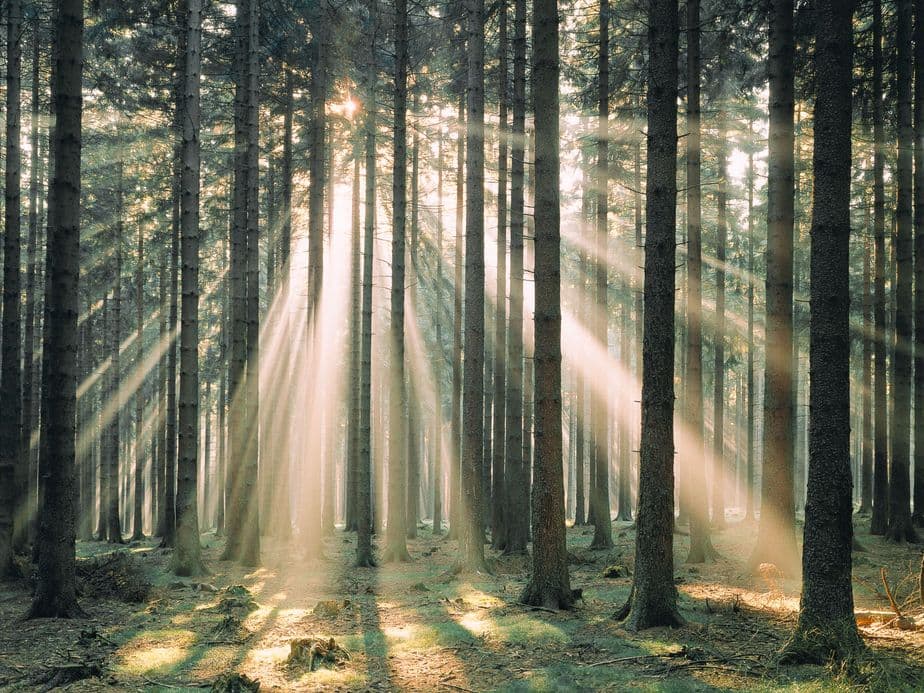 The sunlight falls through tall pine trees in a quiet forest and casts long shadows on the moss-covered ground.