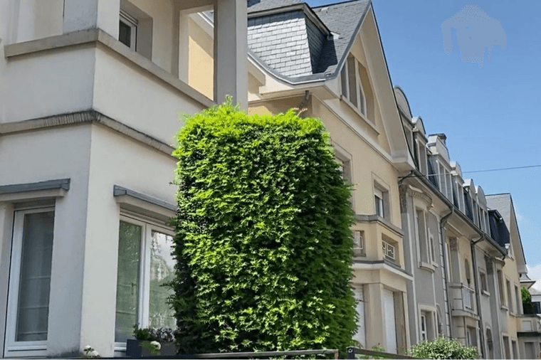 Row of modern townhouses with large windows, a manicured hedge, and a clear blue sky in the background.